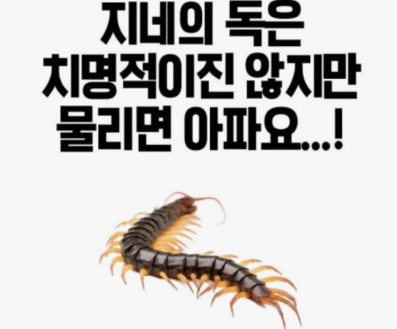 지네에 물렸을 때 대처법