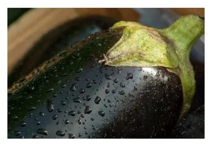 가지 꿈해몽