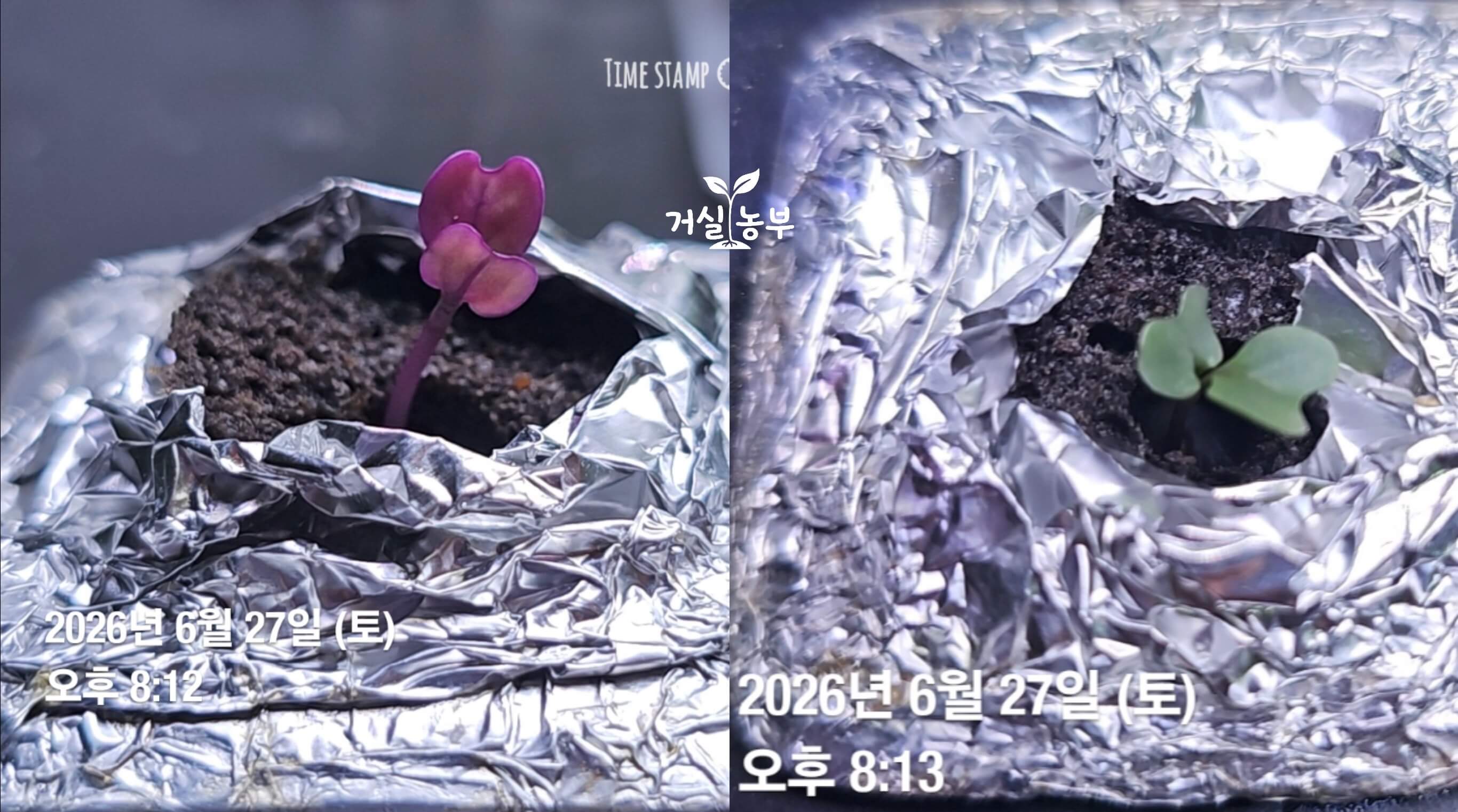 빛 조건과 어둠 조건에서 발아한 케일 새싹 색 비교