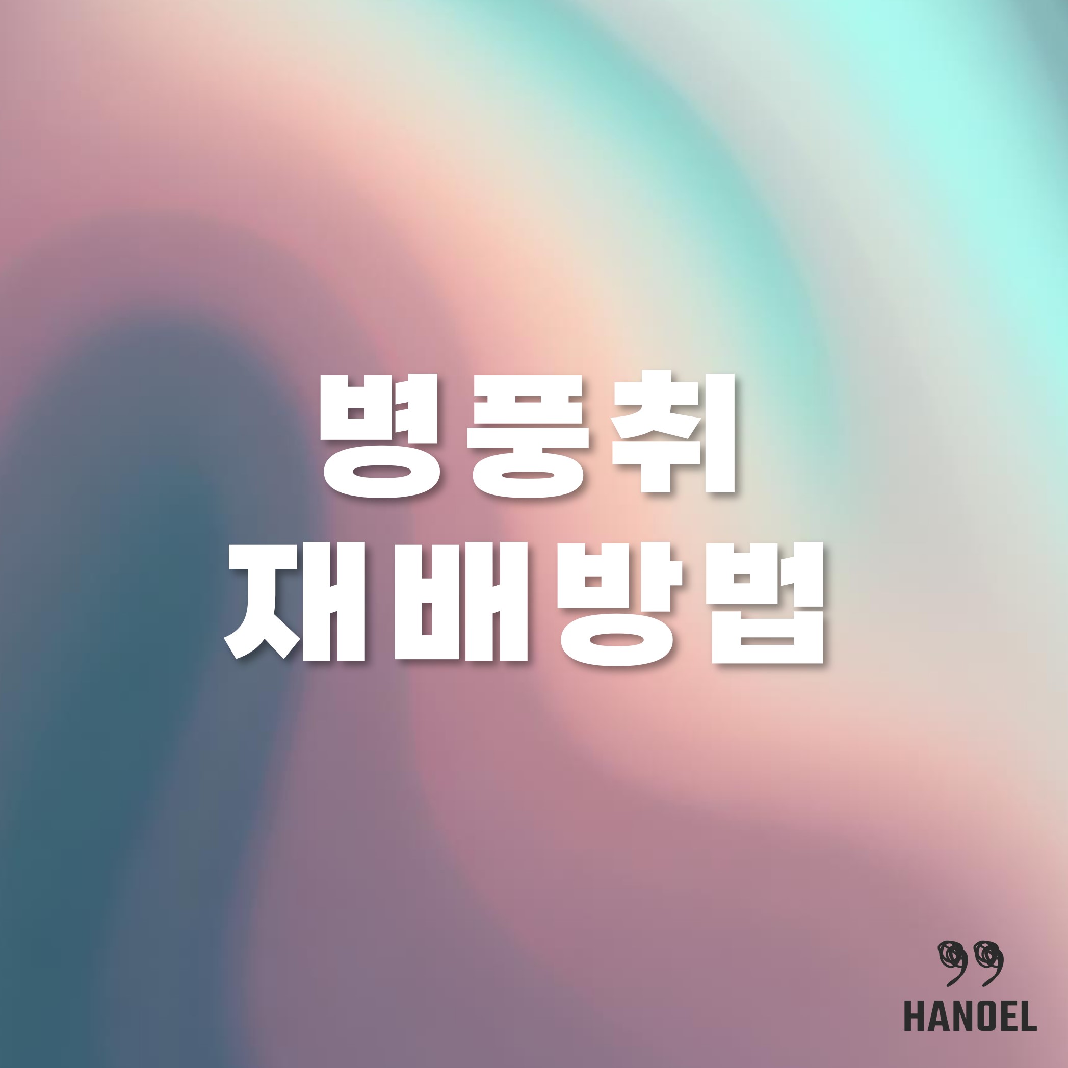 병풍취 재배방법과 나물먹는법 그리고 효능