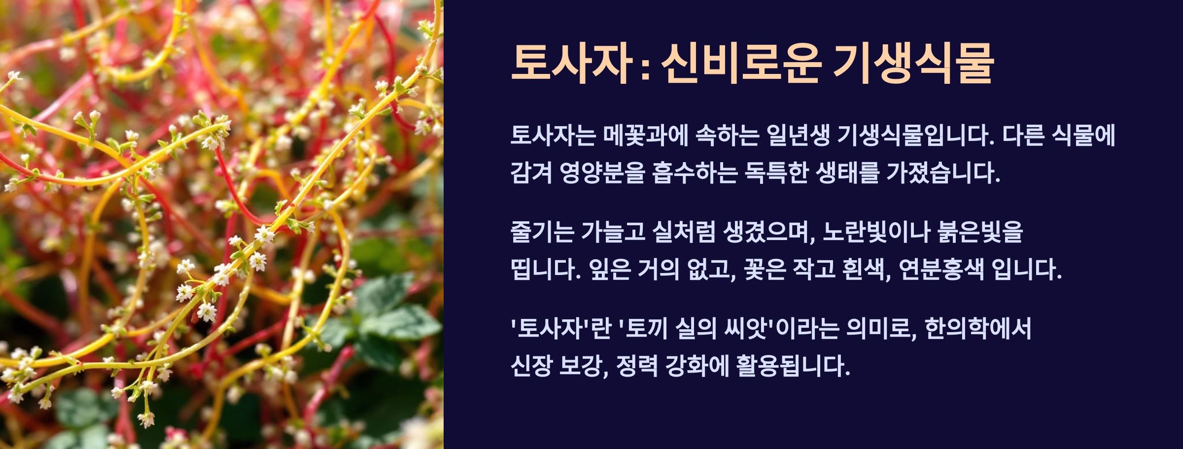 토사자(새쌈씨)