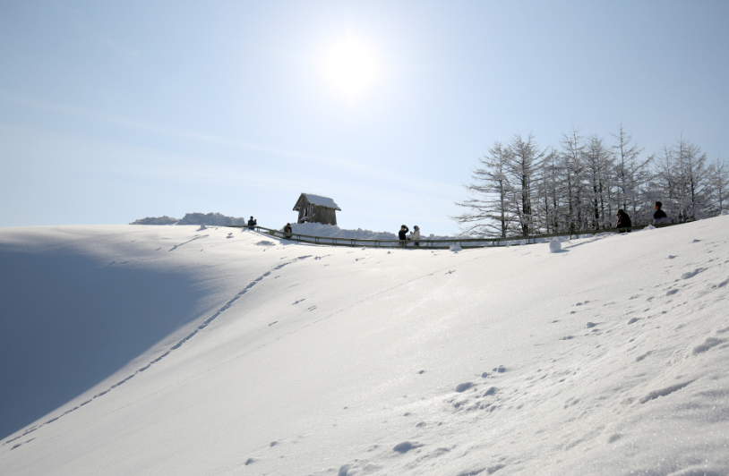 평창 대관령 양떼목장