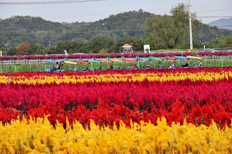2025 철원 고석정 꽃밭 축제 총정리 사진