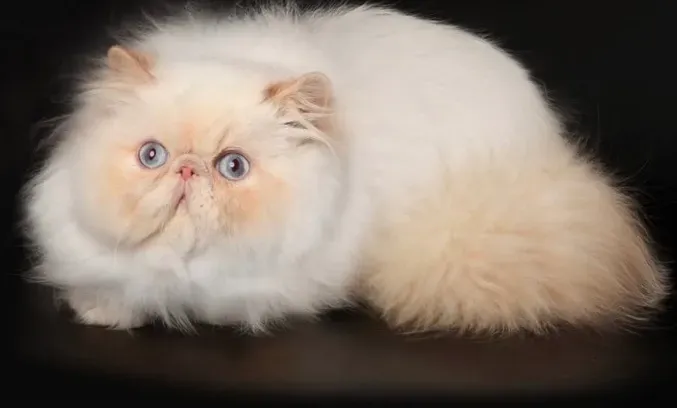 페르시안 고양이 유전병_2