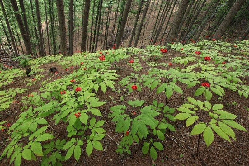 산양삼이 고소득 농작물로 관심받는 이유 알아보기