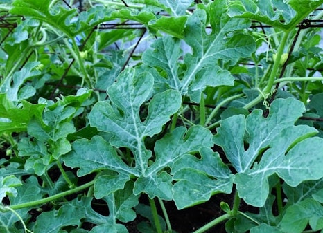 수박뿌리와 잎효능