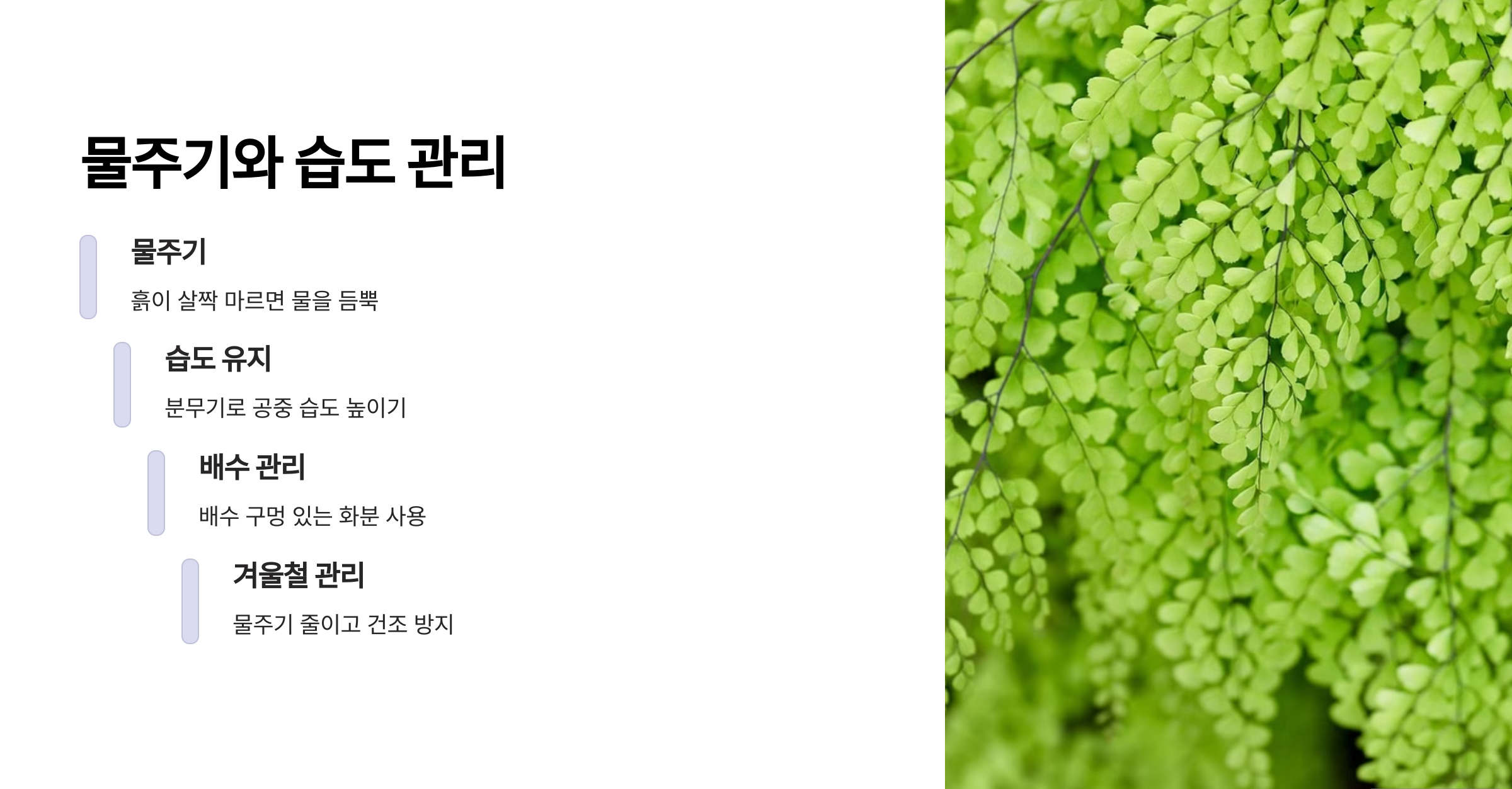 아디안텀 컨시넘