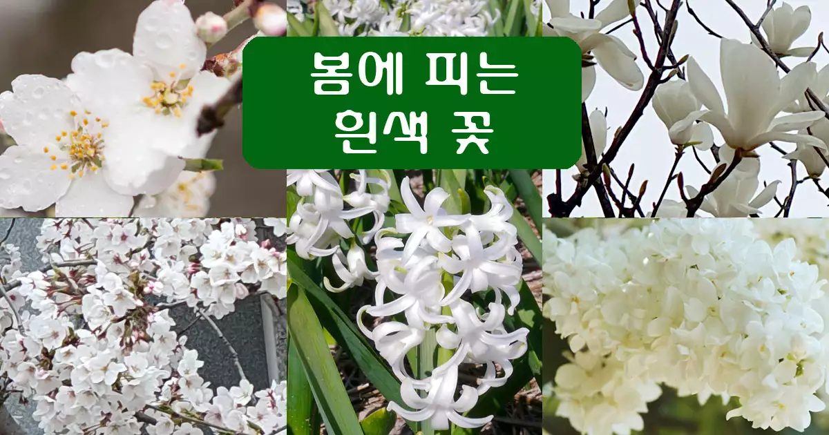 봄에 피는 흰색 꽃