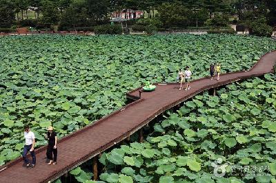 무안회산백련지