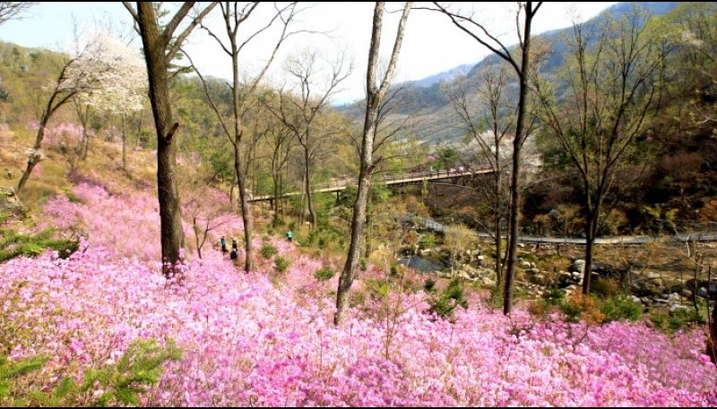 화담 숲 봄 철쭉 꽃