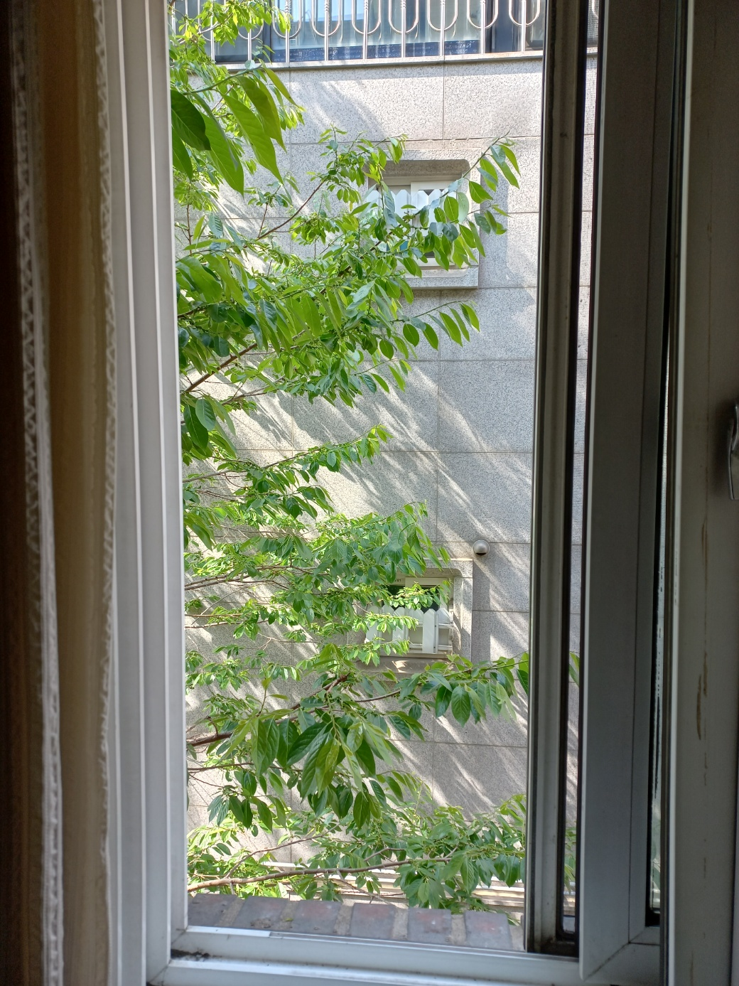 창문 너머 나뭇잎들이 보이는 사진