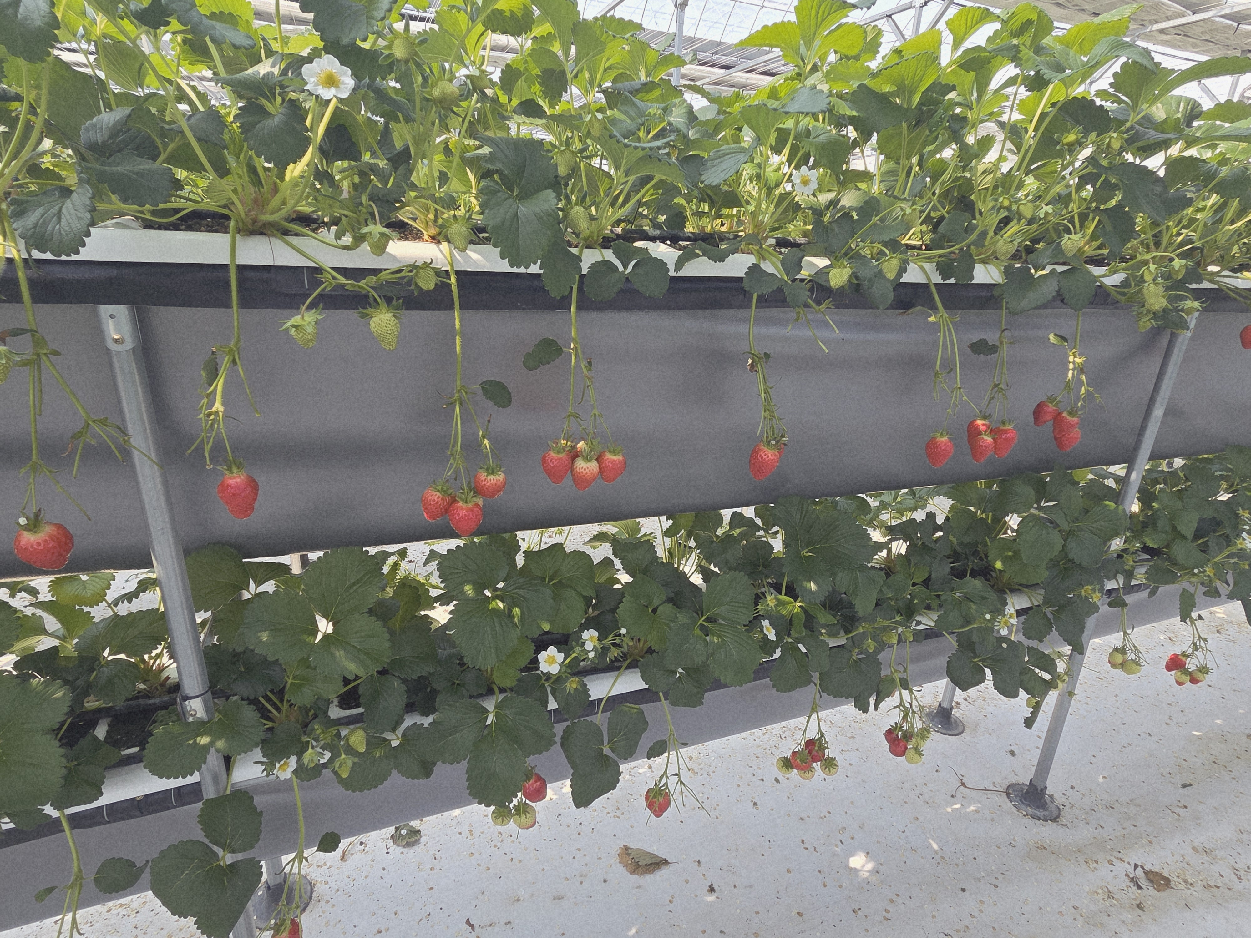 안성딸기힐링팜