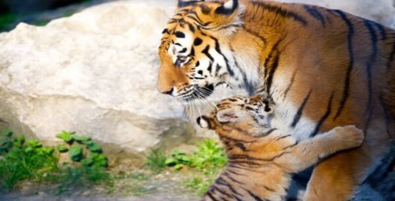 호랑이 꿈해몽 10가지 정리.일곱번째