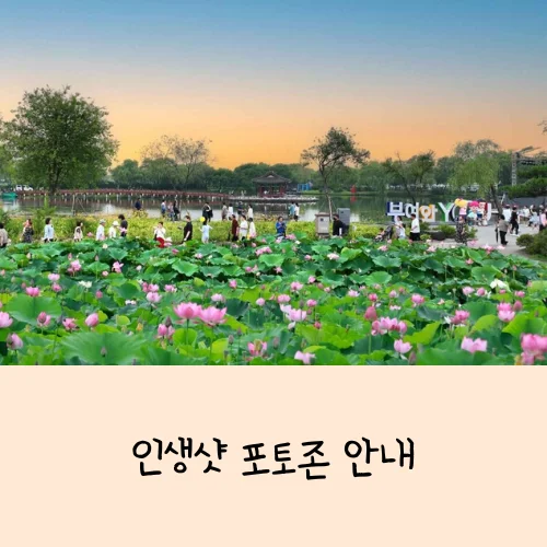 부여서동연꽃축제 완전 정리