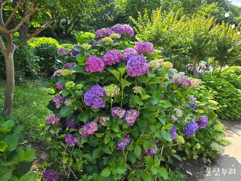 SE-0fad9ebc-cf63-4819-8440-d5480d365cff