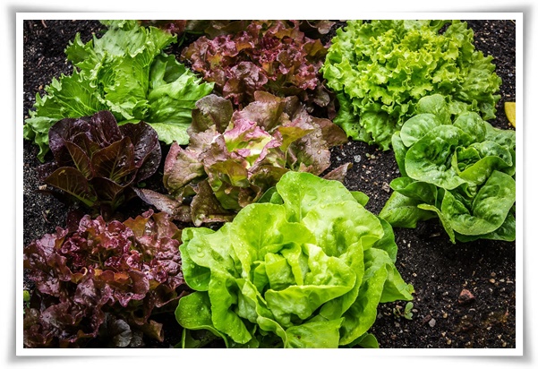 텃밭 "상추 키우기" 초보자도 쉽게 키우는 신선한 쌈 채소 재배의 모든 것!