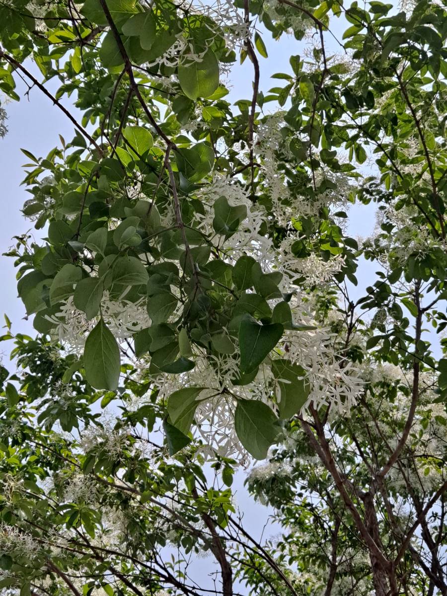 강화도 이팝나무 보이다