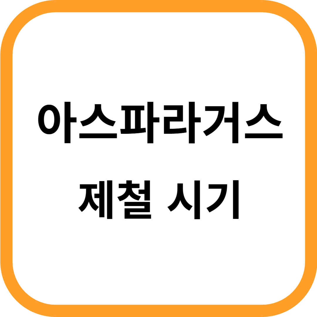 아스파라거스 제철