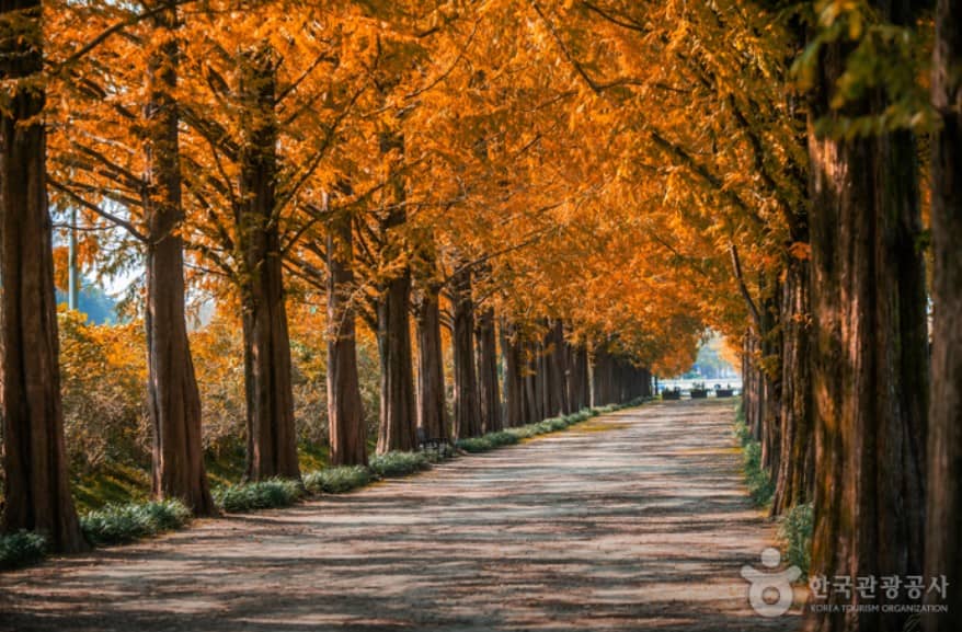 담양-메타세쿼이아-길의-가을전경