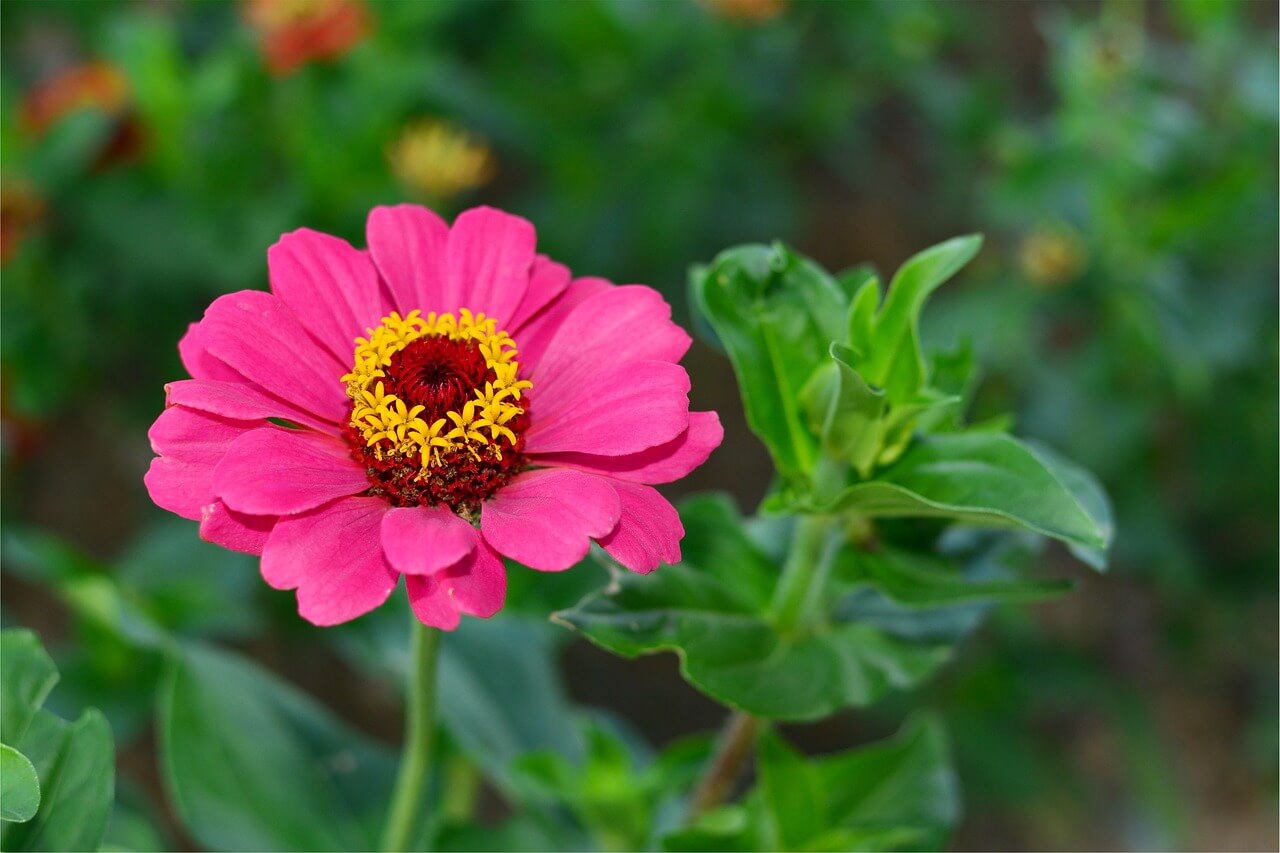 평창 백일홍 축제 기간 추석 입장료 주차장 프로그램