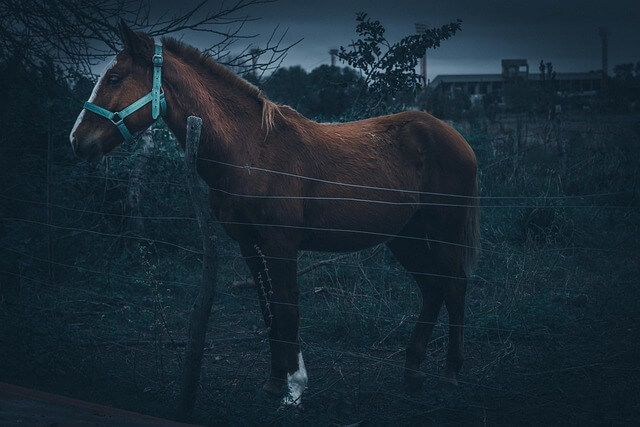 2024년 신년운세 말띠 5월 운세 열정의 결과물~