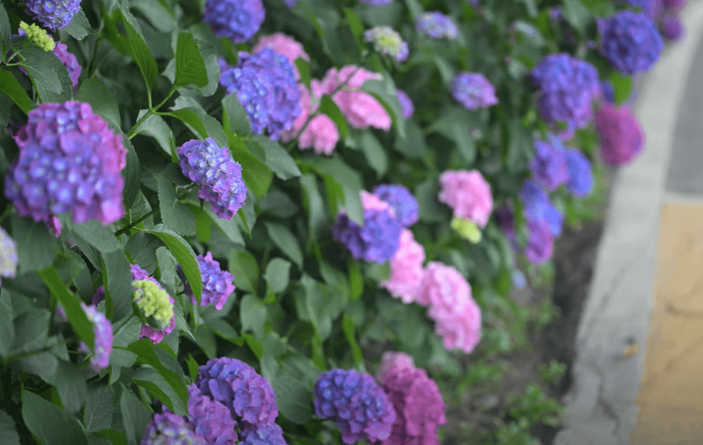 2025 강진 수국길 축제 : 축제 개요부터 방문 팁까지 총정리