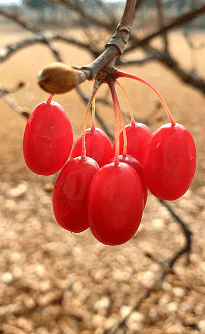한의학 강장제 산수유-동의보감