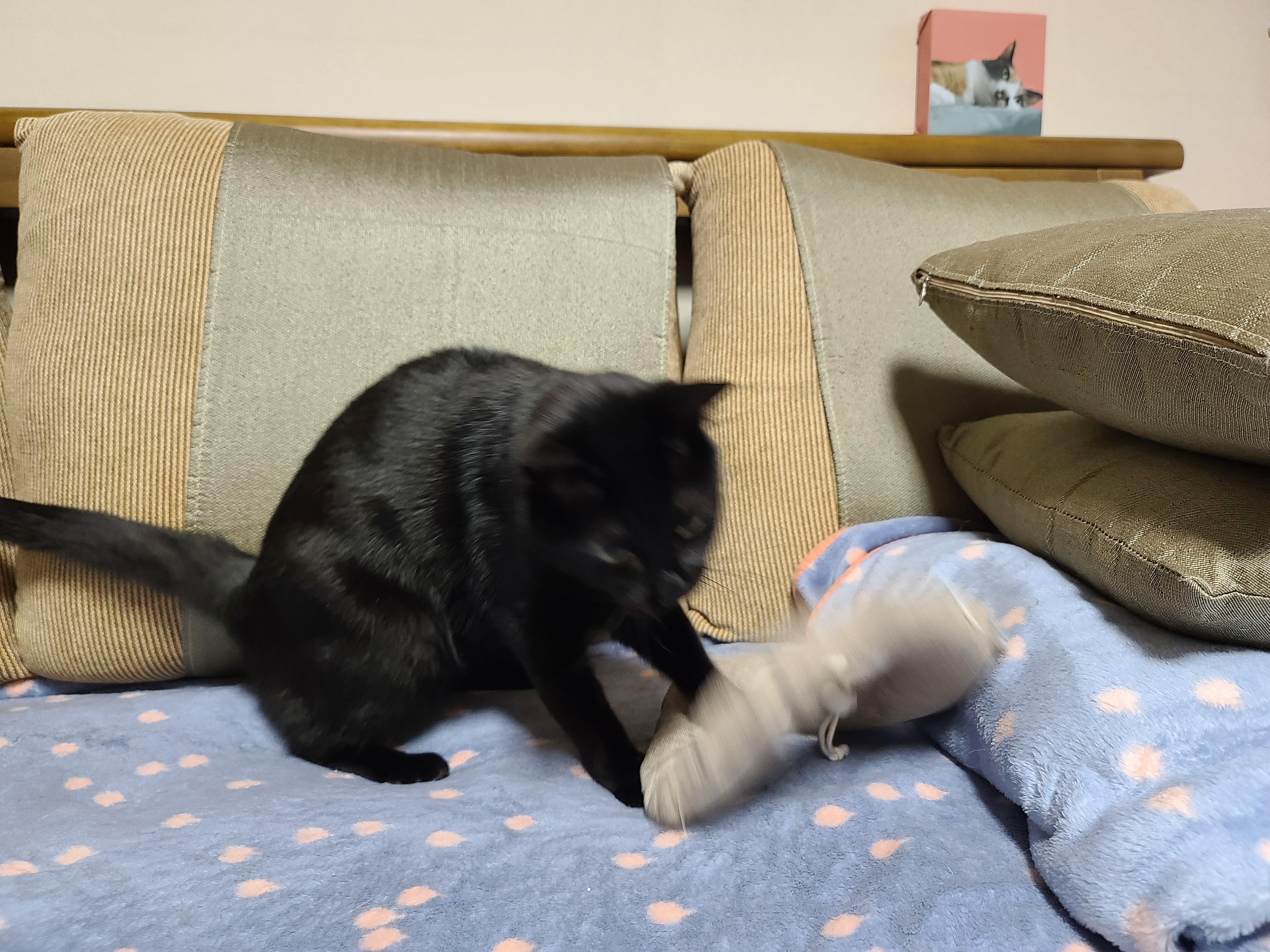 넥카라 혼자 벗어던지고 갖고노는 고양이 건이. (귀여운 영상 많음 주의)