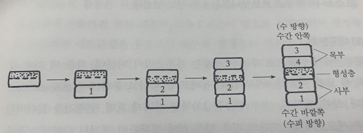 출처 : 수목생리학 (이경준 지음)