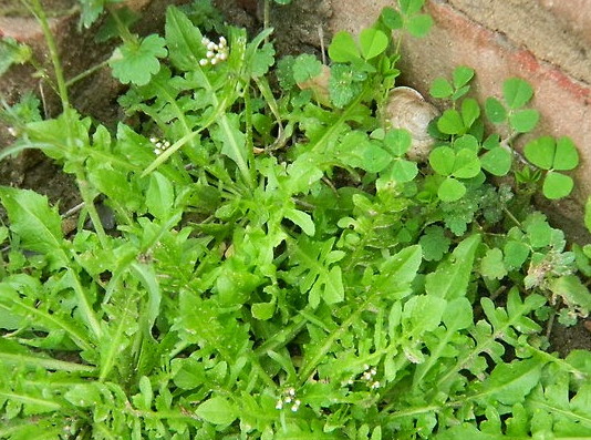 3월에 먹으면 좋은 제철 음식(봄철 음식) - 냉이편 (효능, 냉이가 들어가는 음식)