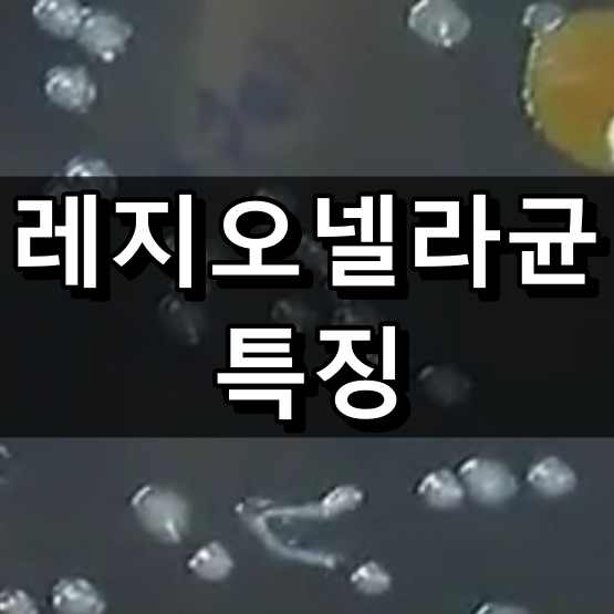 레지오넬라균 특징 대표 이미지