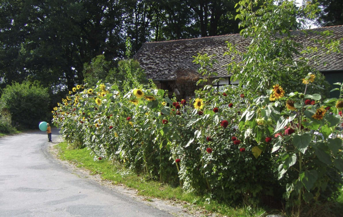북유럽 정원 키큰 해바라기 사진