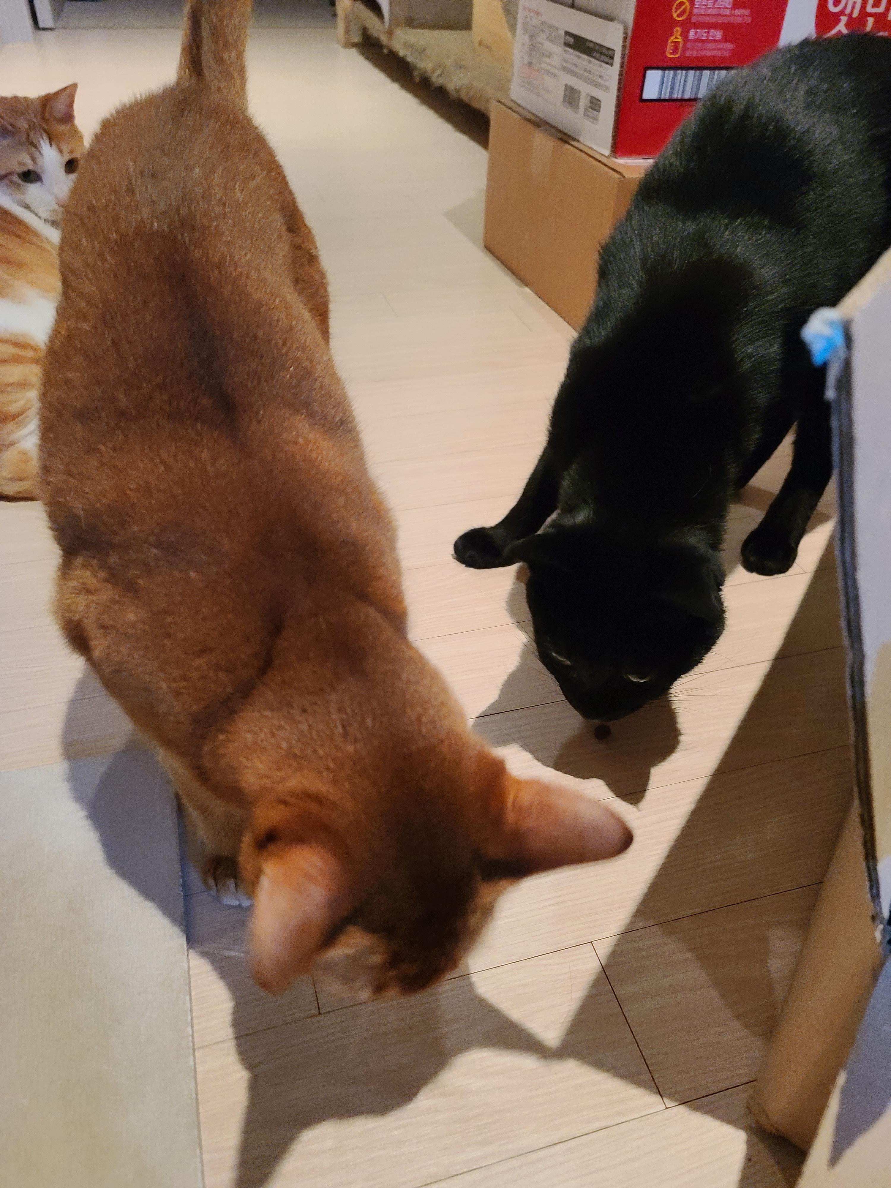 사료 소분 방해하는 고양이들.(feat. 파미나 사료)