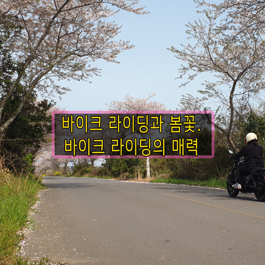 바이크 라이딩과 봄꽃 관련 이미지
