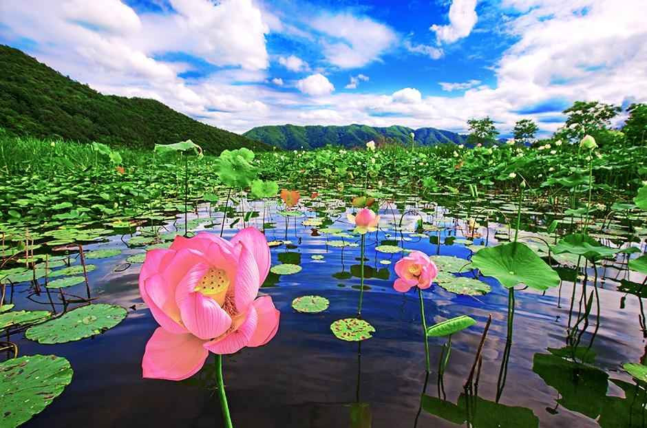 속리산연꽃단지