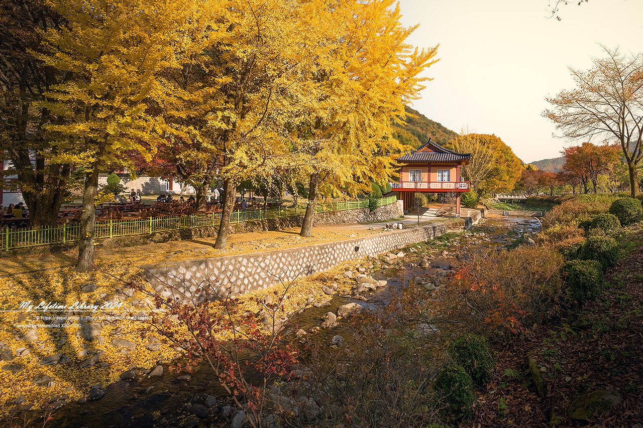 제천 배론성지 가을 단풍 은행