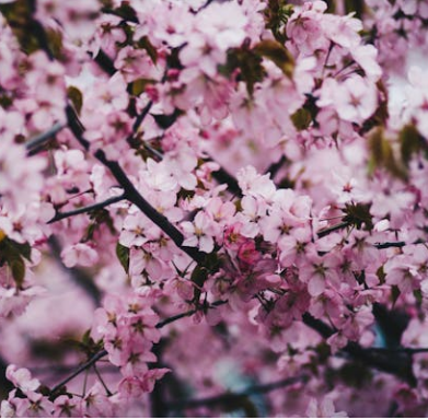 오사카 벚꽃 개화시기 2025