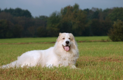 잔디 위의 그레이트 피레니즈.