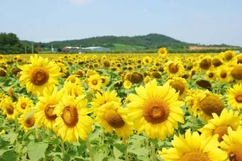 7월 국내여행하기 좋은곳 추천 10곳 완벽 여행 가이드북_17