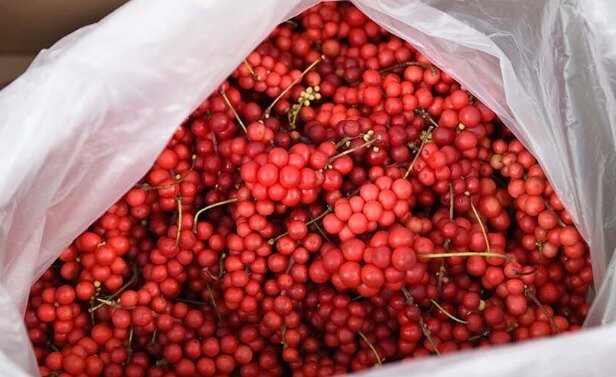 생생정보 수확의 달인 강원도 홍천 오대산 봄철 대표 봄나물 산마늘 주문방법 미쁨농장 산마늘 구매방법