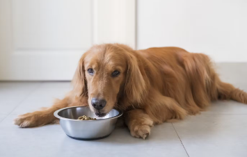 개 사료를 먹는 골든 리트리버.