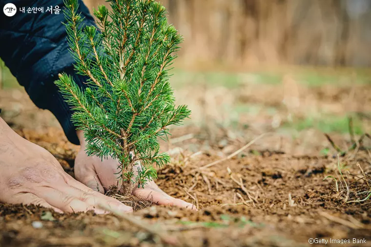 온실가스배출줄이기-나무많이심기