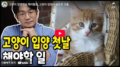 고양이 입양 해야 할 일