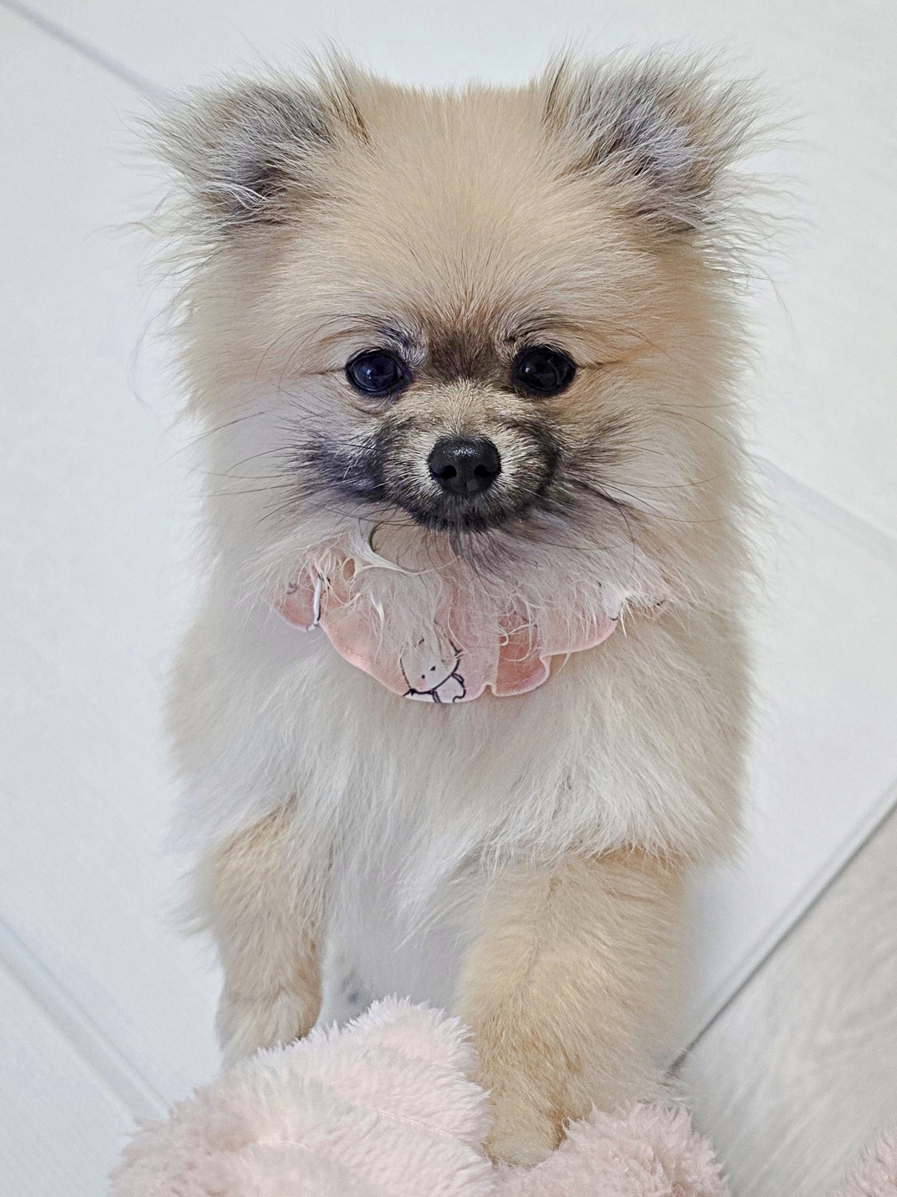 턱받이를 한 강아지의 모습