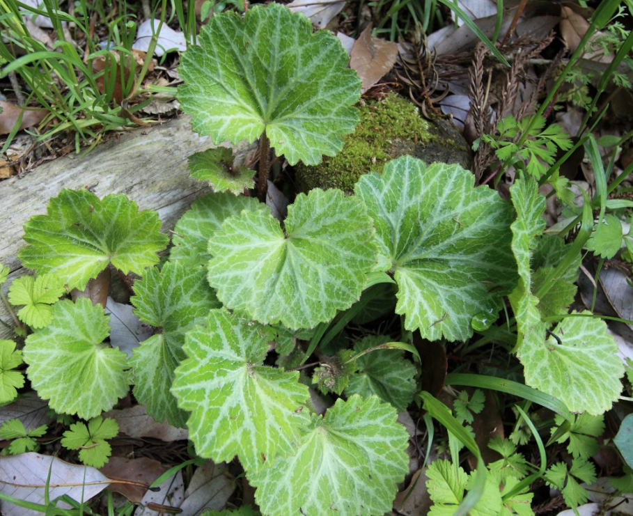 Butterbur