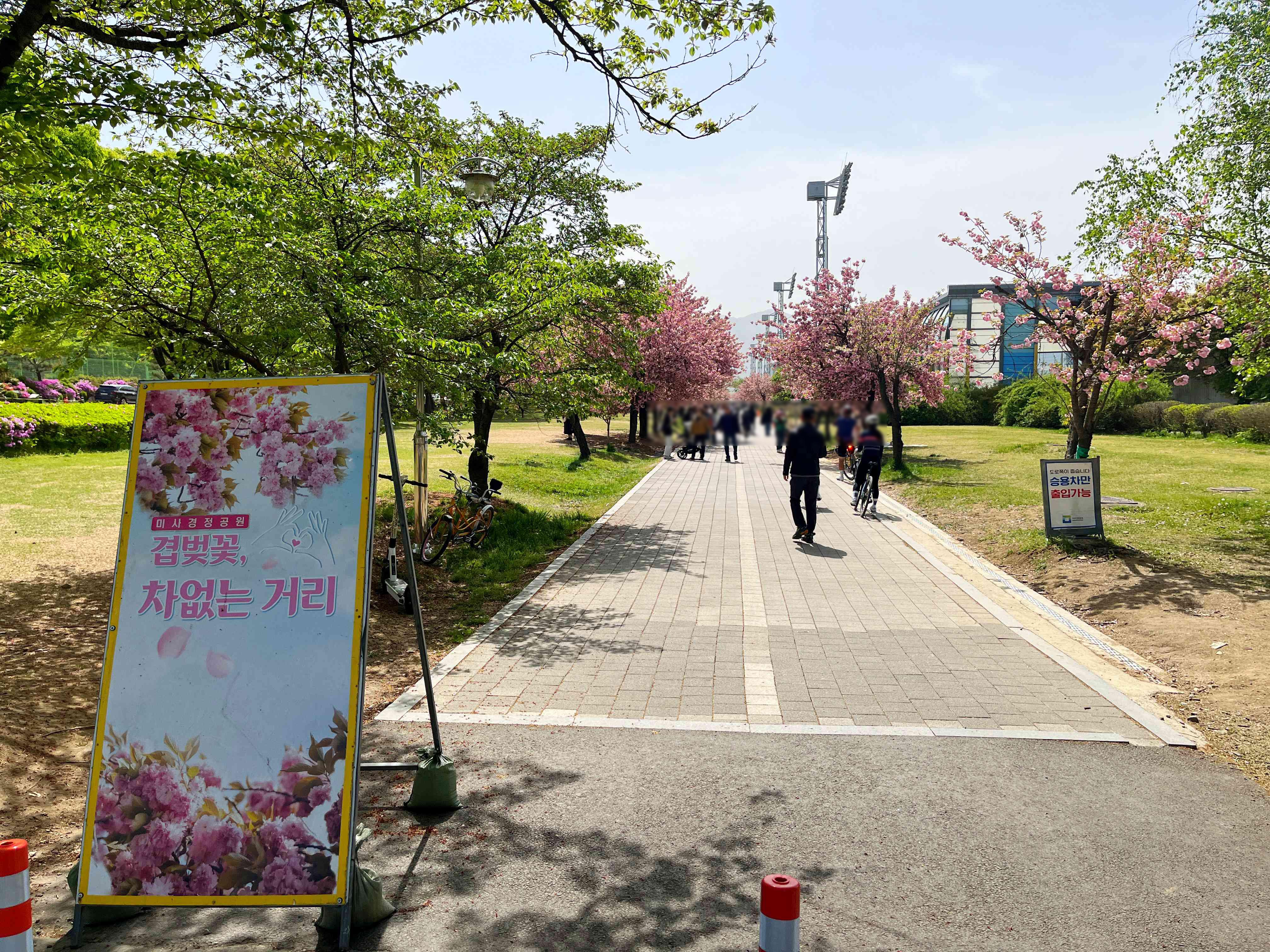 경정공원 겹벚꽃