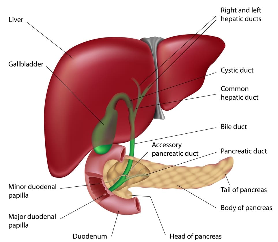 인간 소화계의 정밀 분석: 입에서 대장까지의 위대한 여정