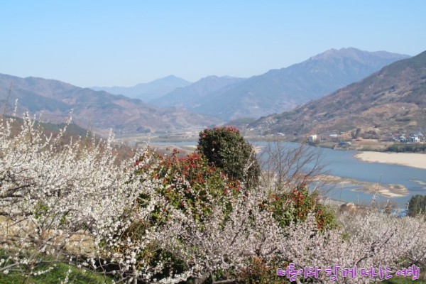 광양 매화마을(3)