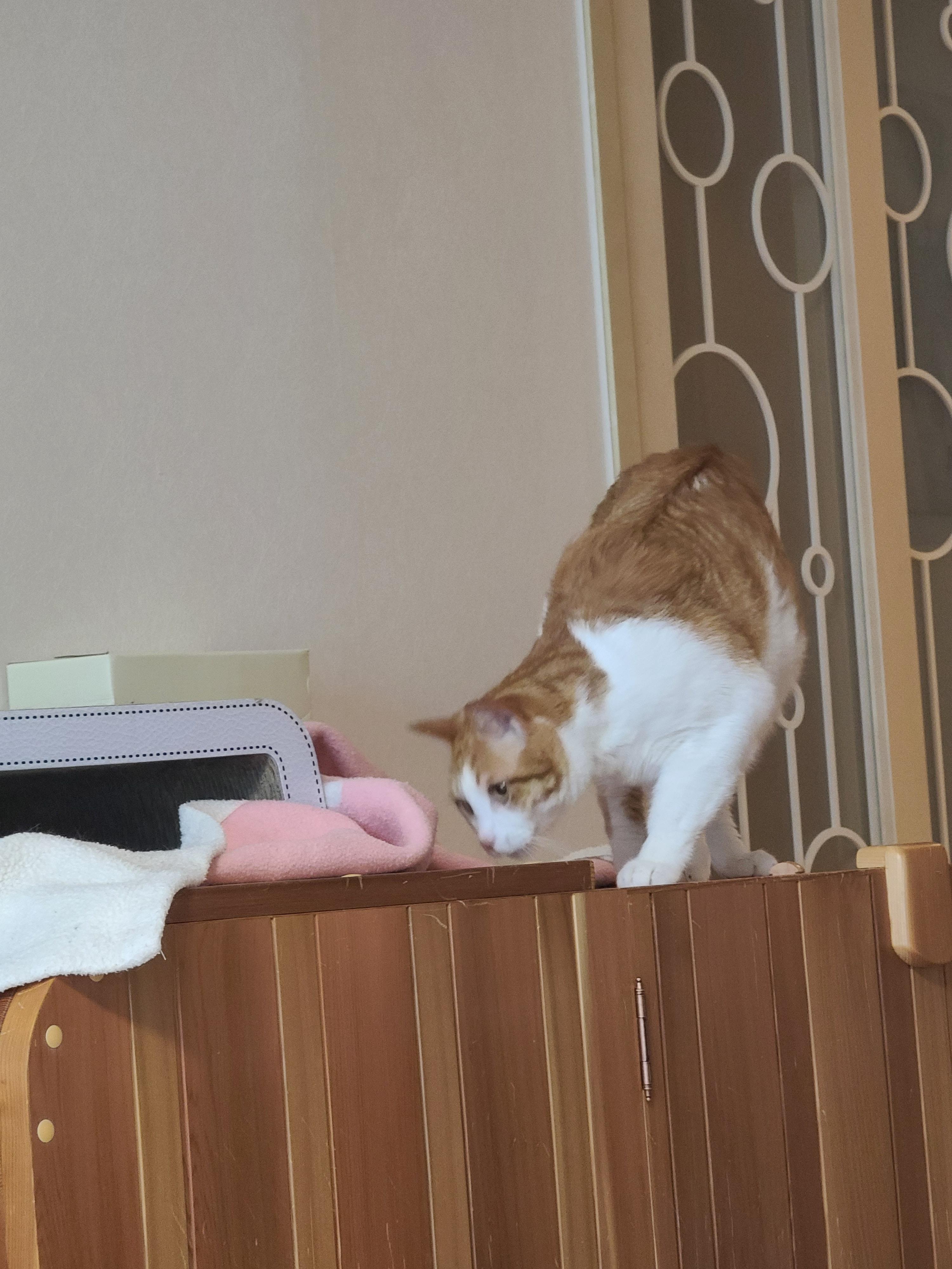 우리집엔 비싼 고양이들 숨숨집이 있다. 건식반신욕기 숨숨집.