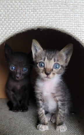 길고양이-중성화-수술